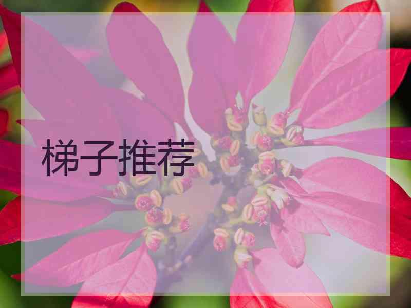 梯子推荐