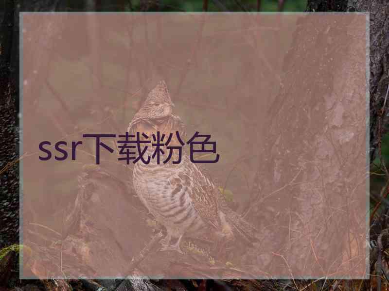 ssr下载粉色