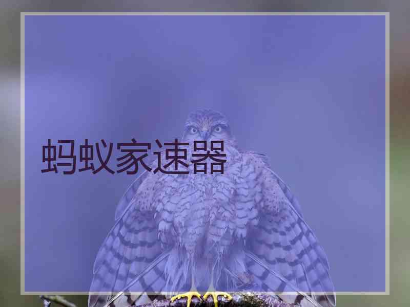 蚂蚁家速器