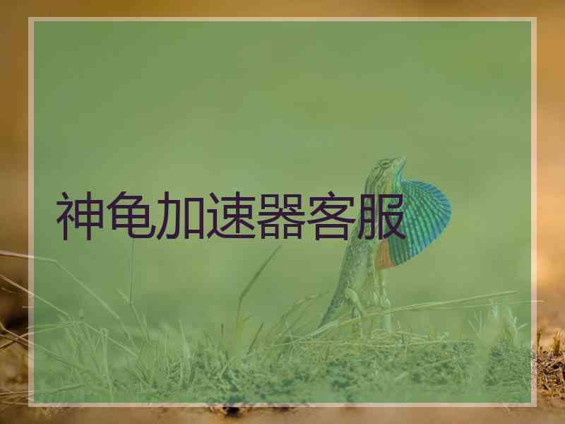 神龟加速器客服