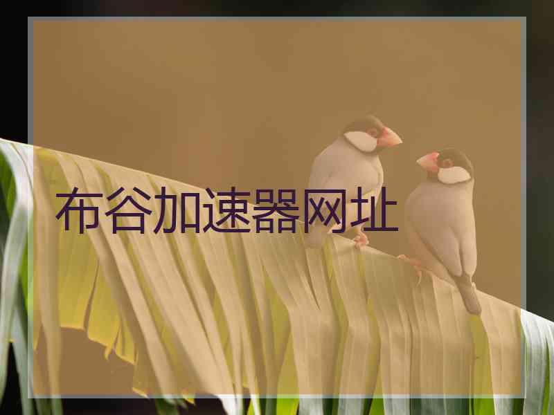 布谷加速器网址